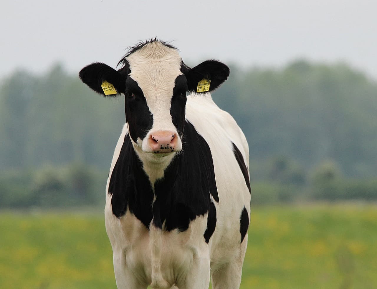 Dairy Industry