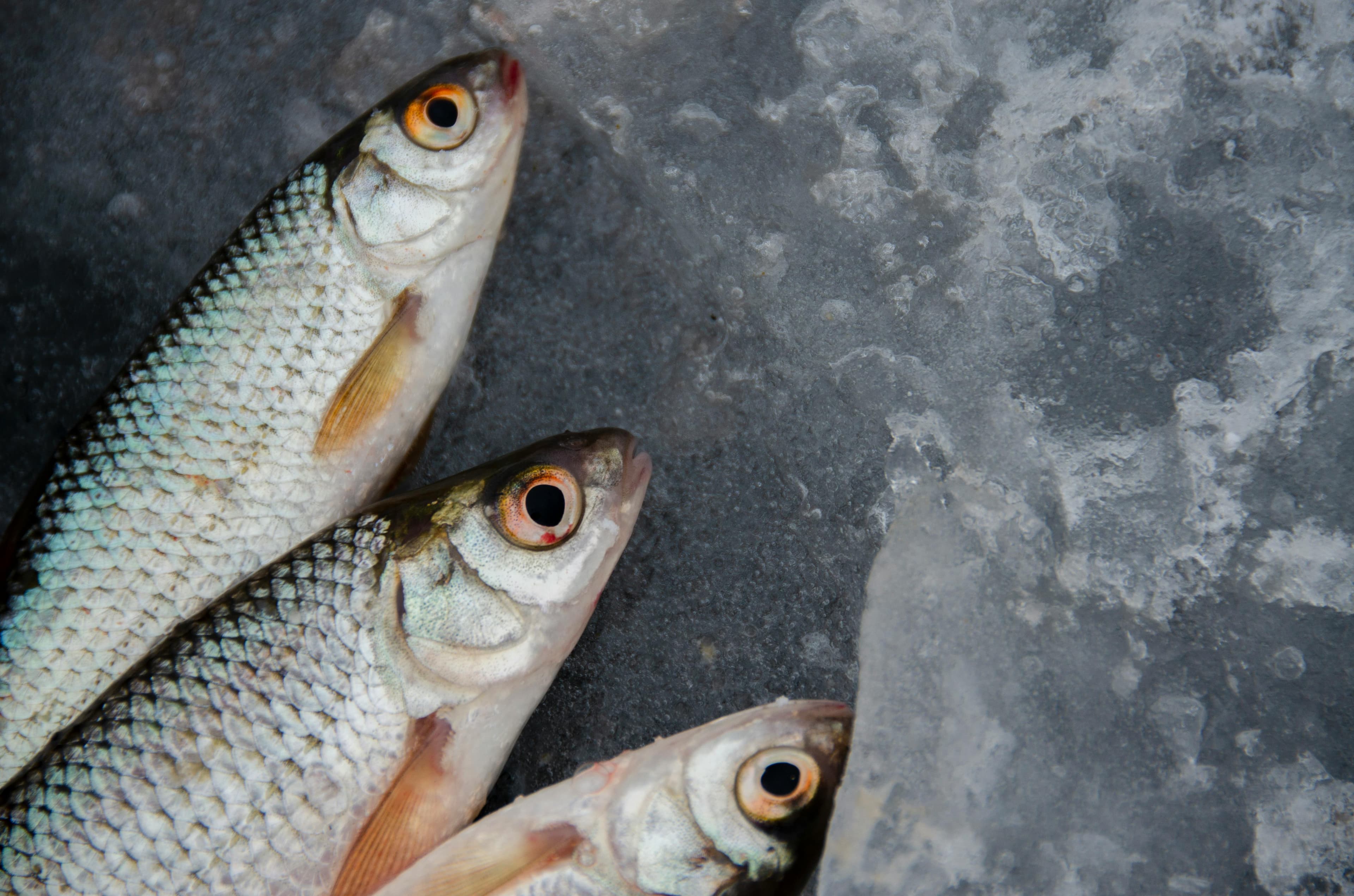 Fish Industry