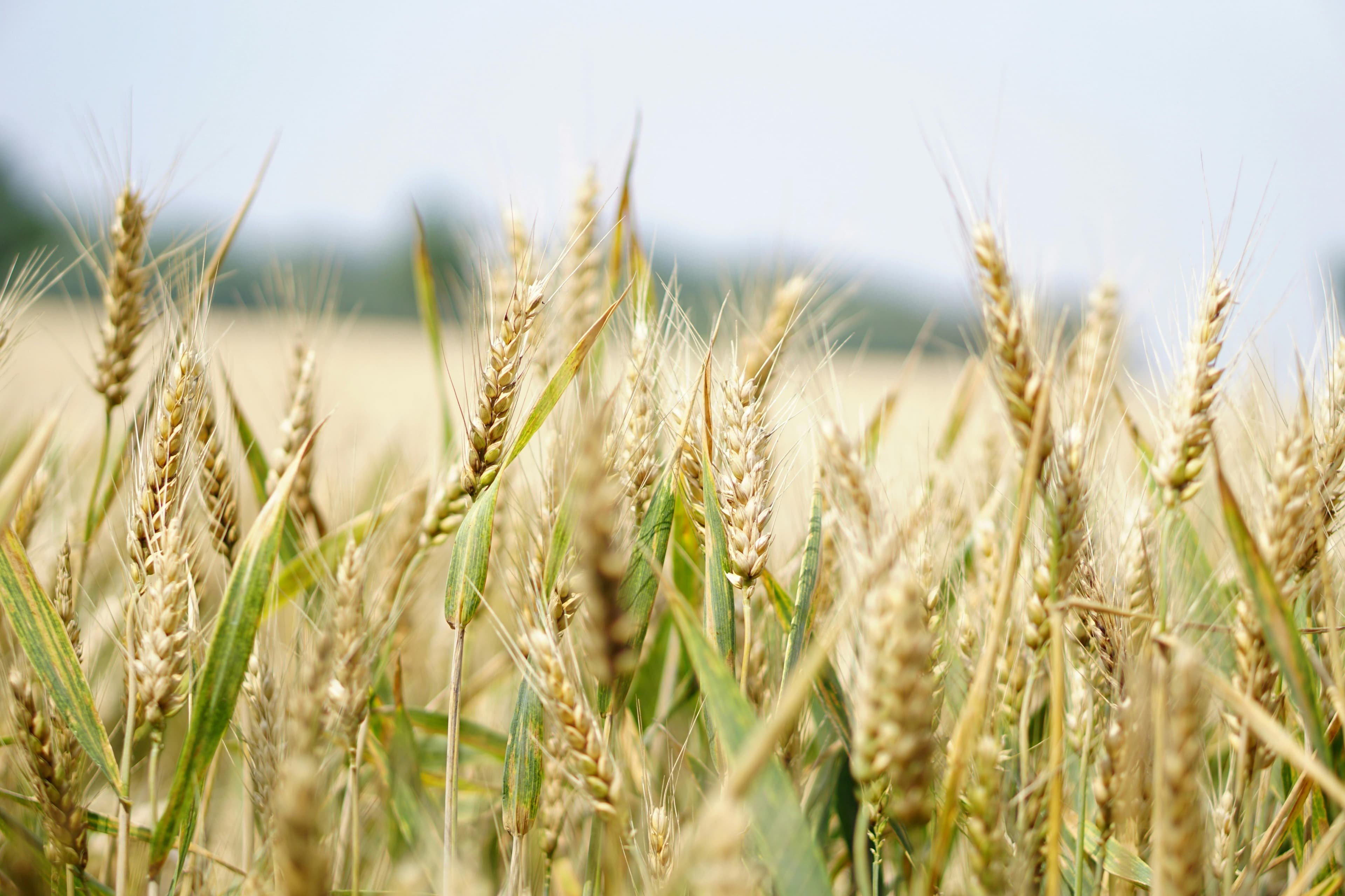 Grain Industry